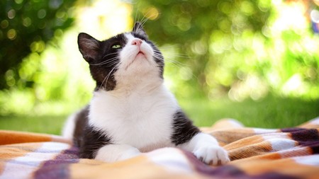 猫罐头喂多少 4月龄前的猫咪不能吃