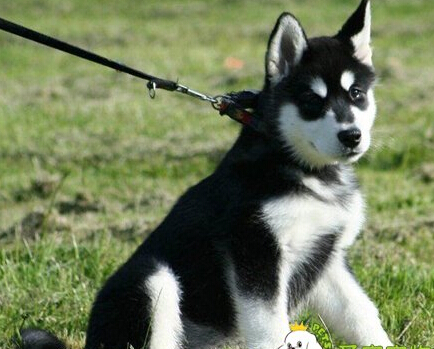 牵引绳什么牌子好 狗狗出门最好带上牵引