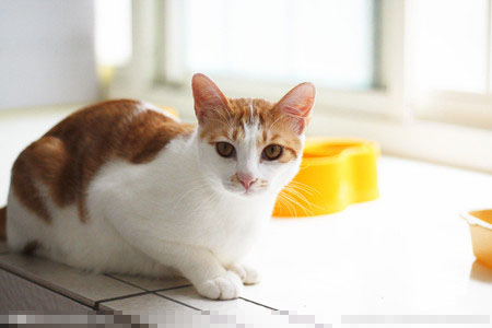 猫会得什么病 猫咪易患上的7类疾病