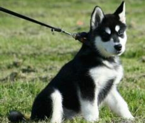 牵引绳哪里有卖 不建议奶狗使用牵引