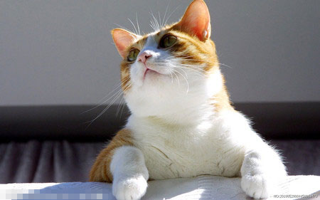 猫咪脱毛怎么办 加强对猫的饮食管理