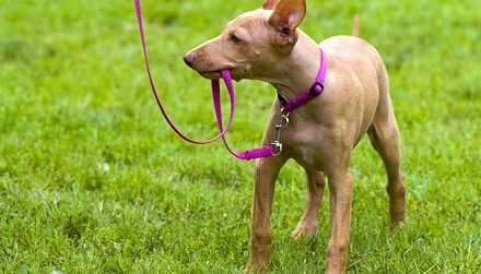 狗套上牵引绳不走 正确引导狗狗学会用牵引