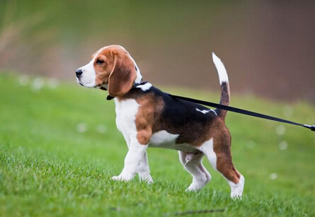 什么牌子的牵引绳好 不同体型选择不一样