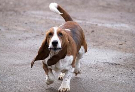 大耳朵狗有哪些品种 狗狗的耳朵也分很多种