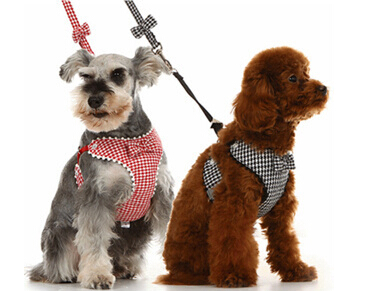 狗的牵引绳怎么用 不能因反感就忽略牵引