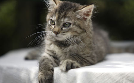 母猫难产怎么办 按摩猫咪的腹部加速收缩