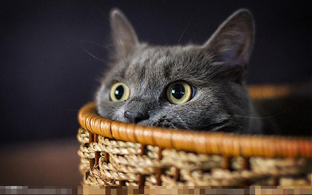 猫口腔炎怎么治 关注猫咪口腔疾病