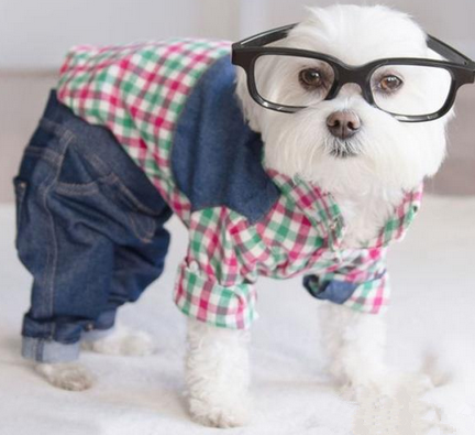 走在潮流前端的汪星人