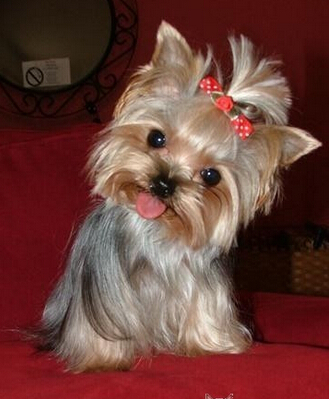 很小的狗是什么品种 多种小型犬 哪个适合你