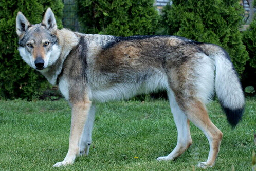 什么品种的狗最贵 这些狗你不一定买得起