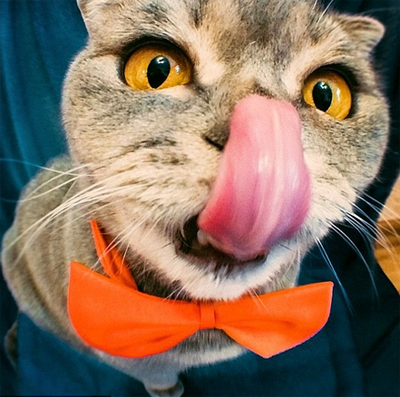 喵星人也太拼了吧！