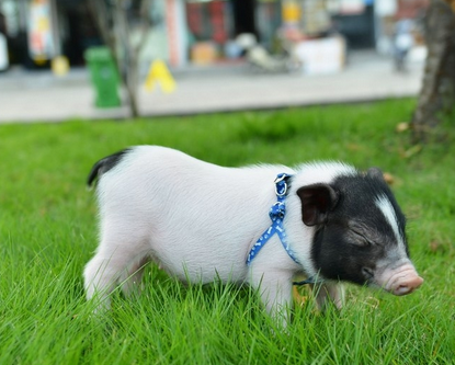 香猪最大能长多大 要控制好香猪的饮食