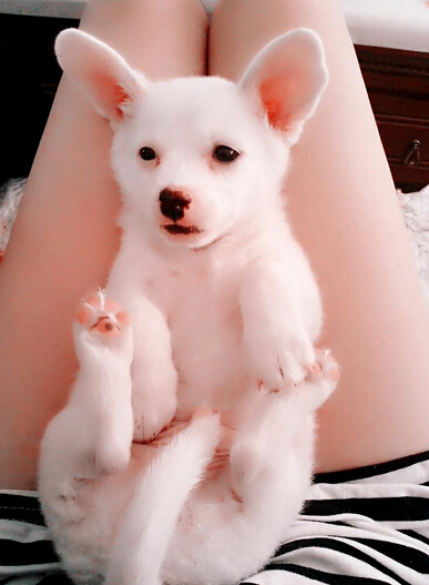 怎么看狗的品种 不同犬种习性区别大