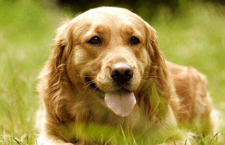 什么品种的狗最温顺 家中温柔小天使