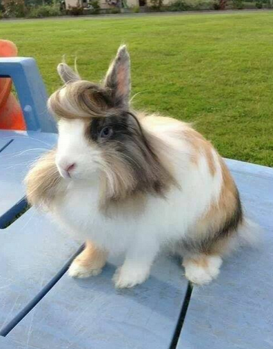 这是兔子中的贵公子吧