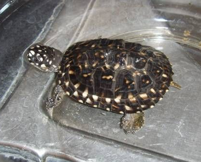 斑点池龟能长多大 斑点池龟价格较昂贵