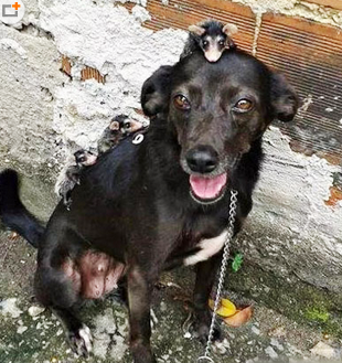 阿汪就是好欺负