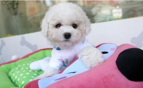 最便宜的狗狗品种 这些狗狗可爱又价格亲民