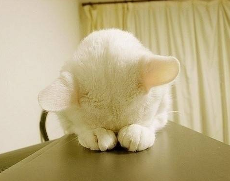 真的是没脸见人了！