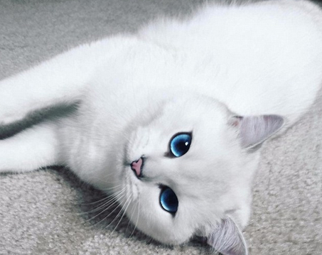 英国短毛猫因它清澈的大眼睛和萌萌哒神态成为网红