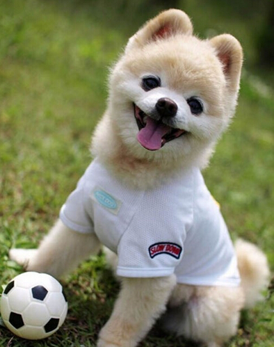 什么品种的狗最忠诚  最忠诚服从性高的狗狗