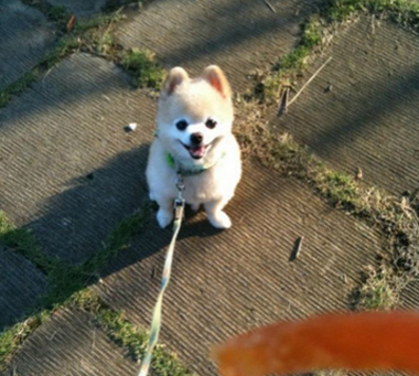 俊介是博美吗 俊介属于英系博美