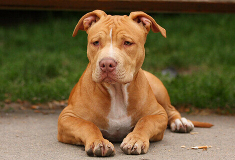 比特犬能长多大 大体型犬体型差异比较大