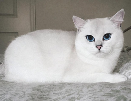 英国短毛猫因它清澈的大眼睛和萌萌哒神态成为网红