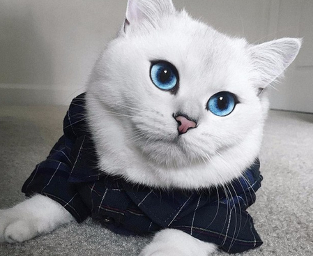 英国短毛猫因它清澈的大眼睛和萌萌哒神态成为网红