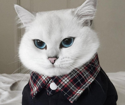 英国短毛猫因它清澈的大眼睛和萌萌哒神态成为网红