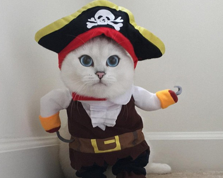 英国短毛猫因它清澈的大眼睛和萌萌哒神态成为网红