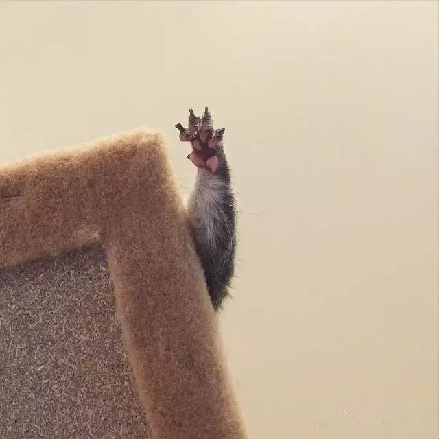 受伤的小松鼠治好后赖在家里不肯走了