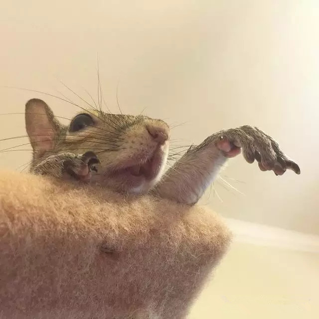 受伤的小松鼠治好后赖在家里不肯走了