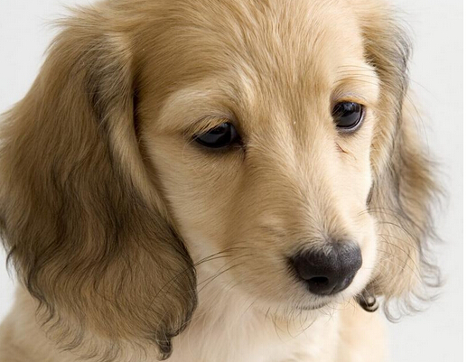 大耳朵狗是什么品种 温和可爱的可卡适合你