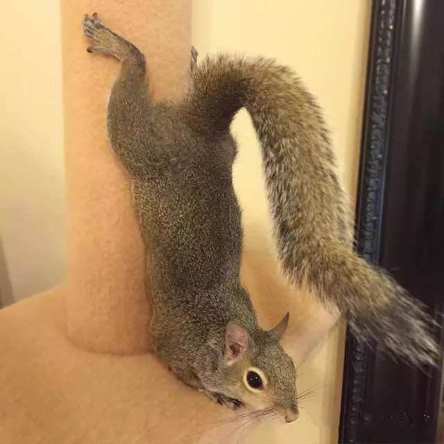 受伤的小松鼠治好后赖在家里不肯走了