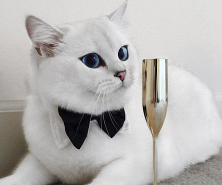 英国短毛猫因它清澈的大眼睛和萌萌哒神态成为网红