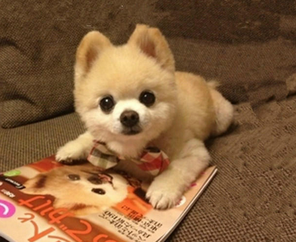 俊介犬聪明吗 非常聪明而且活泼的狗