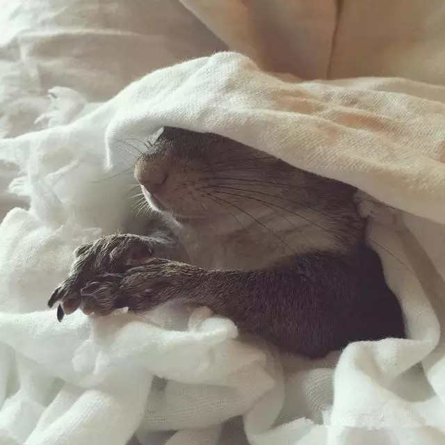 受伤的小松鼠治好后赖在家里不肯走了