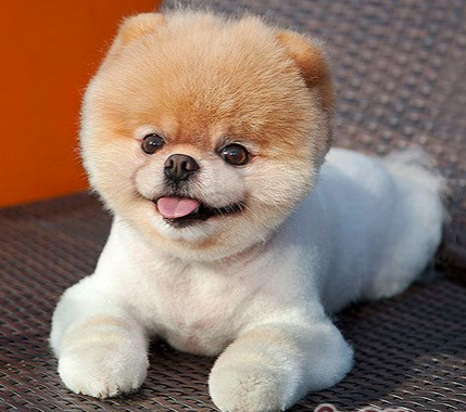 博美俊介犬多少钱一只 血统纯正价格高