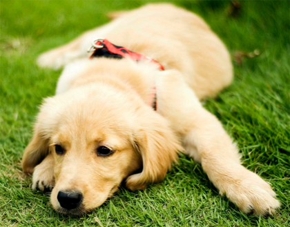 公金毛能长多大 属于中型偏大型的犬只