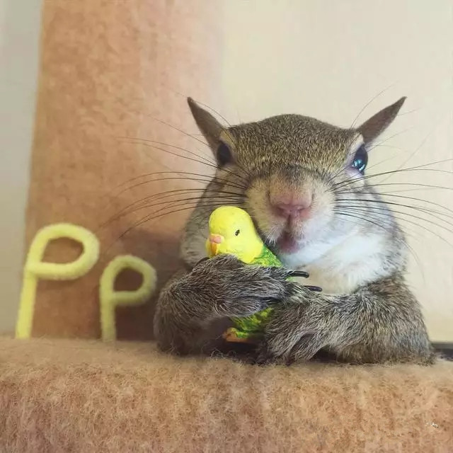 受伤的小松鼠治好后赖在家里不肯走了