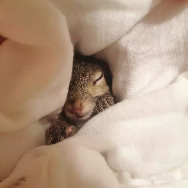 受伤的小松鼠治好后赖在家里不肯走了