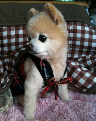 俊介犬掉毛吗 季节更替会掉毛厉害些