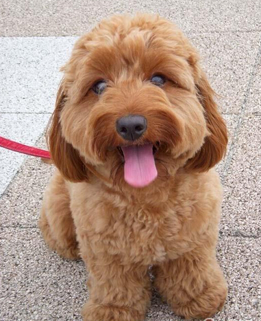 贵宾能长多大 贵宾有很多种体型标准不同