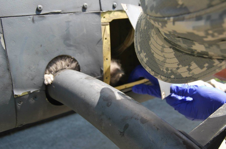 有爱的美军士兵拆开直升机外壳救出被困小猫