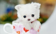 茶杯犬是什么狗 茶杯犬永远是娇小的样子