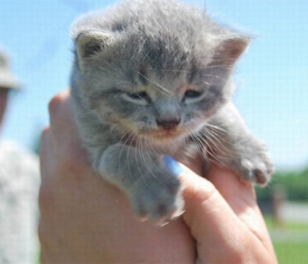 有爱的美军士兵拆开直升机外壳救出被困小猫