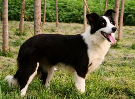 边牧犬能长多大 世界上最聪明的犬种