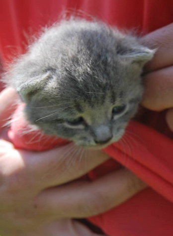 有爱的美军士兵拆开直升机外壳救出被困小猫