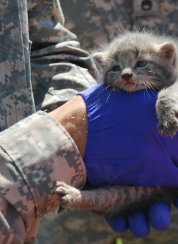 有爱的美军士兵拆开直升机外壳救出被困小猫